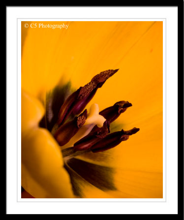 Yellow Orange Tulips matted Photographs