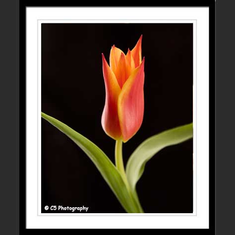 Lily-Flowered Tulip Photographs available unmated