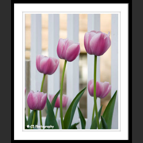 Pink and White Tulip Flower Photographs