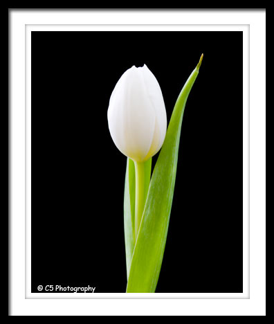 C5 Photography - Pink and White Tulip Flower Photos
